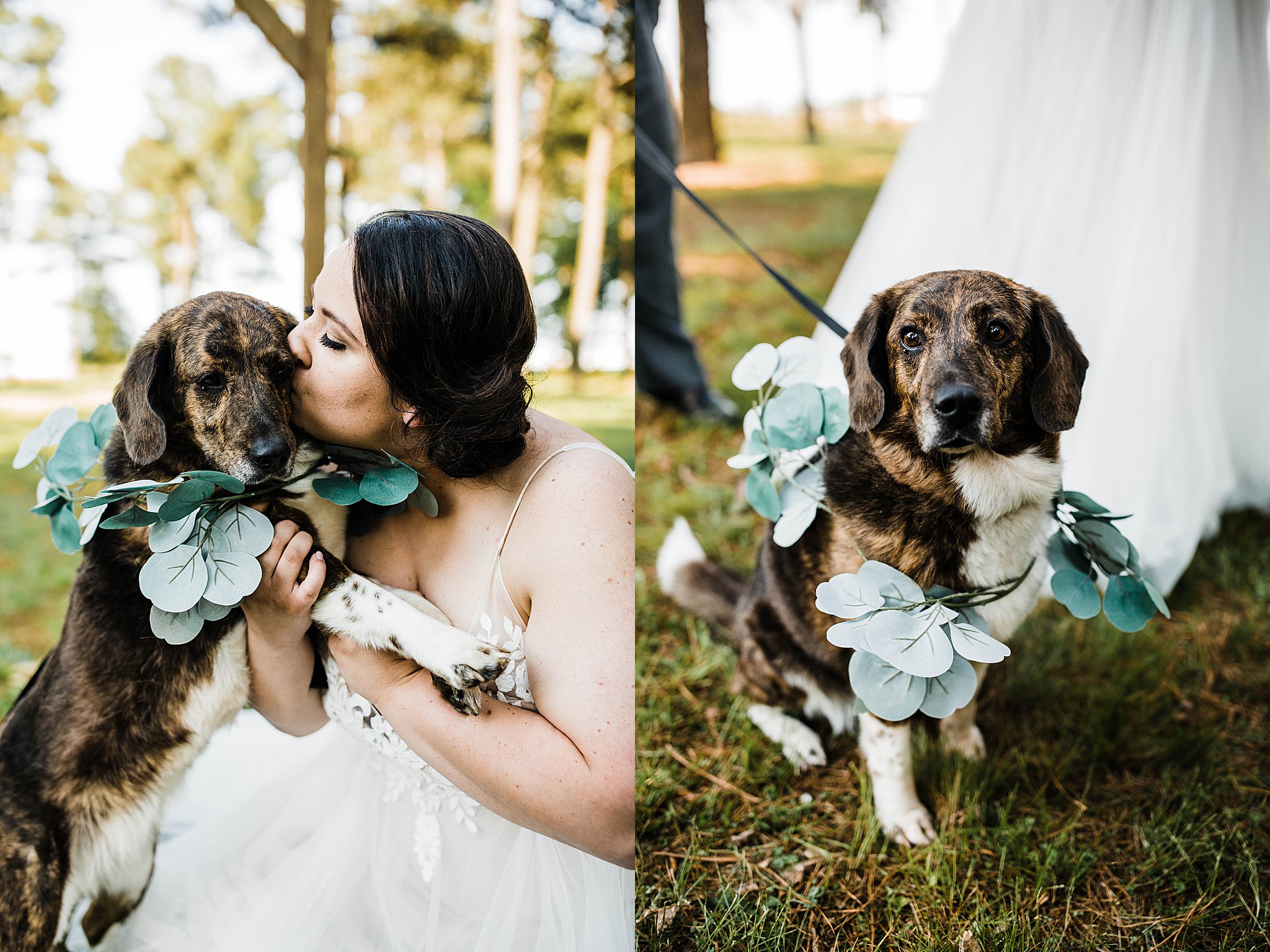 dogs during wedding ceremony